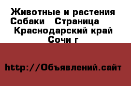 Животные и растения Собаки - Страница 25 . Краснодарский край,Сочи г.